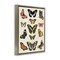 Stupell Industries Vintage Butterfly Breeds Floater Framed Canvas Wall Art Design by Susan Arnot